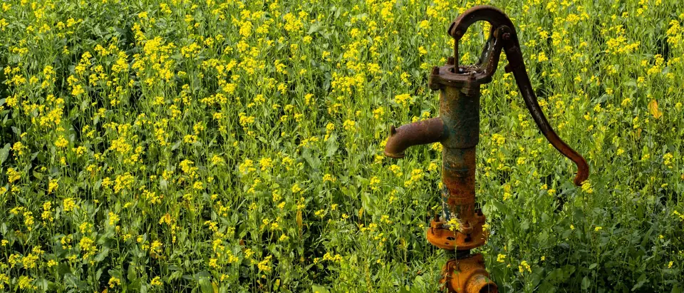An old hand pump standing in a field of yellow flowers